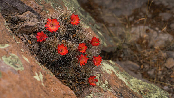 Arizona Art Print featuring the photograph Vivid Cactus Flowers Saguaro National Park by Lawrence S Richardson Jr