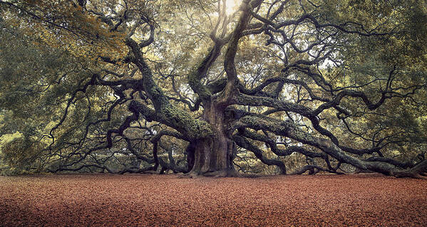Angel Oak Tree Art Print featuring the photograph Voices of the Angels by Magda Bognar