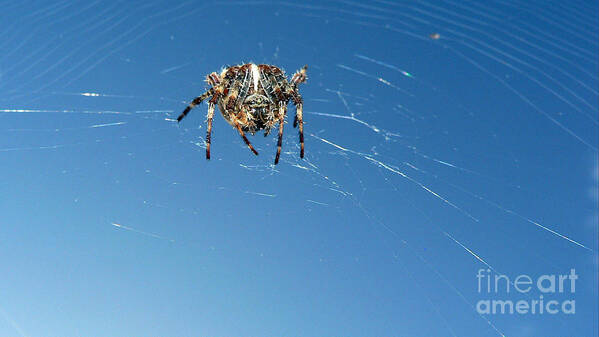 Spider Art Print featuring the photograph Waiting by Larry Keahey