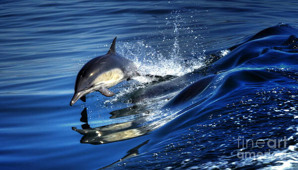 Dolphin Art Print featuring the photograph Wake Riding by Paul Gillham