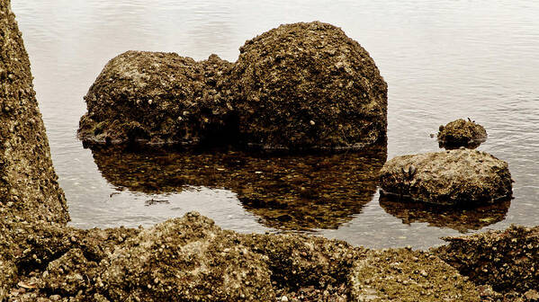 Tide Art Print featuring the photograph When the tide is low. by Elena Perelman