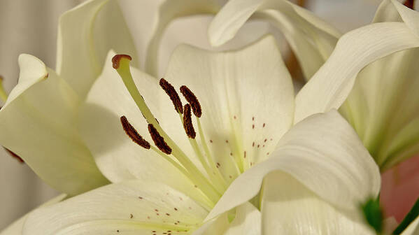 Lily Art Print featuring the photograph White Lily 3 by Elena Perelman
