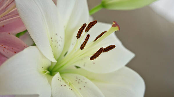 Humility Art Print featuring the photograph White Lily 5 by Elena Perelman