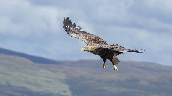White-tailed Eagle Art Print featuring the photograph White-Tailed Eagle On Mull by Pete Walkden