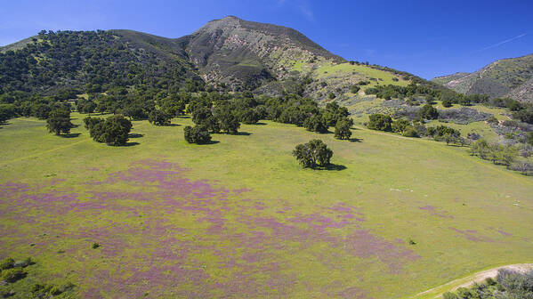 Above Art Print featuring the photograph Wildflower Bloom in Carmel Valley by David Levy