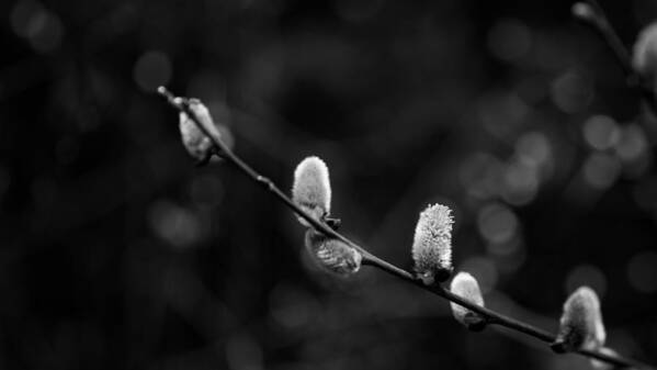 Willow Catkin Art Print featuring the photograph Willow Catkin - Bw by Andreas Levi