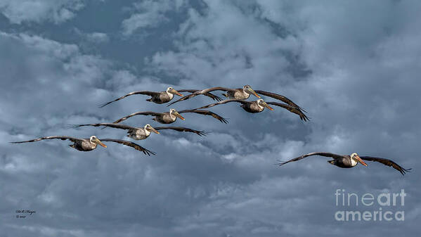 Birds Art Print featuring the photograph Wings In Formation by DB Hayes