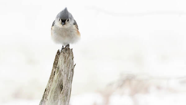 Bird Art Print featuring the photograph Winter Visit by Holly Ross