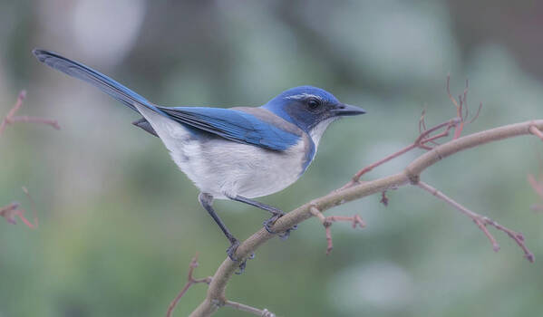 Bird Art Print featuring the photograph Wintering Scrub Jay by Angie Vogel