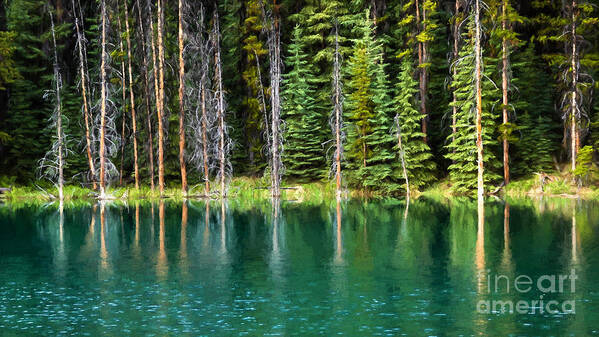 Canada Art Print featuring the photograph Woodland Reflections by Lori Dobbs