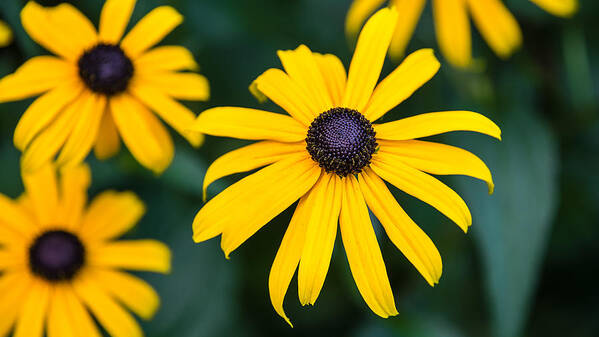  Art Print featuring the photograph Yellow Daisy by David Downs