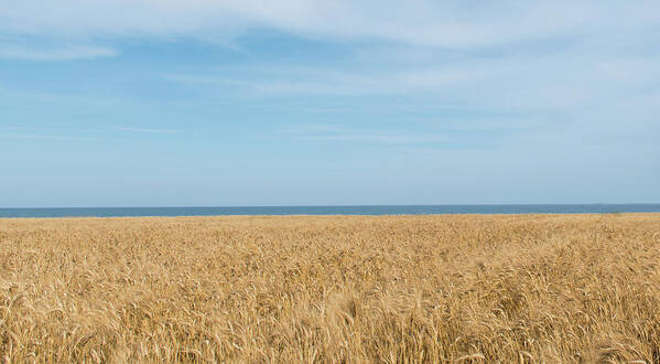 Background Art Print featuring the photograph Yellow field, sea and blue sky by Michalakis Ppalis