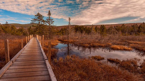 Amoonusuc River Art Print featuring the photograph Zealand Trail, Bethlehem, NH by Brenda Jacobs