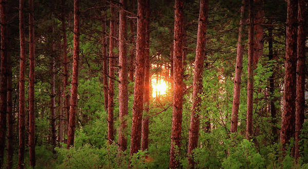 Woods Art Print featuring the photograph 010 - Pine Sunset by David Ralph Johnson