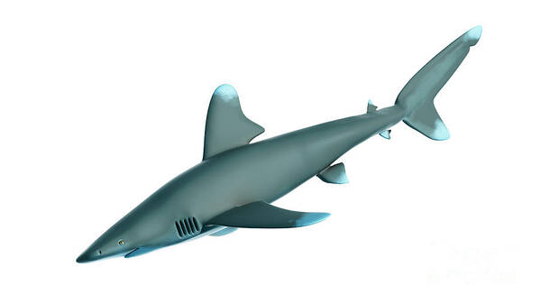 3d Art Print featuring the photograph Illustration Of A Whitetip Shark #1 by Sebastian Kaulitzki/science Photo Library