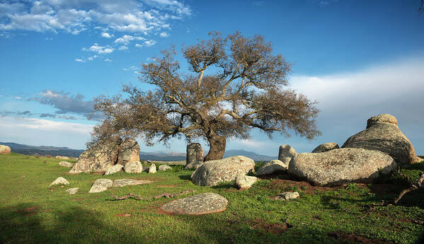 San Diego Art Print featuring the photograph Ramona Grasslands Tree #2 by William Dunigan