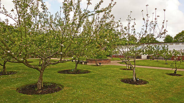 Chorley Art Print featuring the photograph 11/05/19 CHORLEY. Astley Hall. Walled Garden. The Orchard. by Lachlan Main