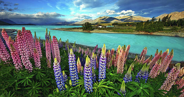 Tranquility Art Print featuring the photograph Lake Tekapo #2 by Thienthongthai Worachat