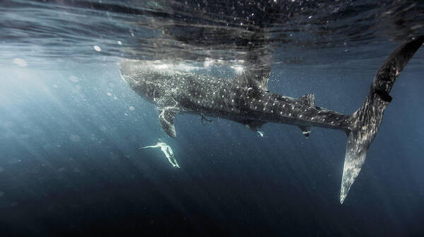 Underwater Art Print featuring the photograph Woman Swimming With Whale Shark #6 by Tyler Stableford