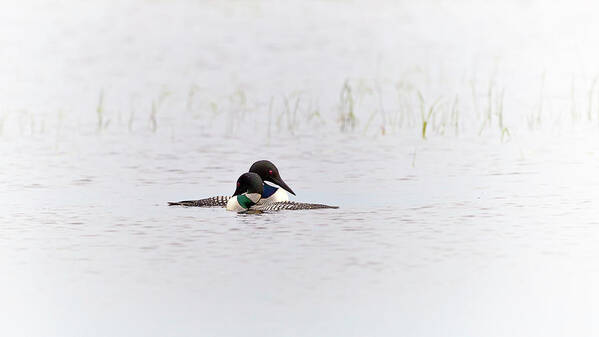 Common Loon Art Print featuring the photograph A pair of Loons in mating colors by Al Mueller
