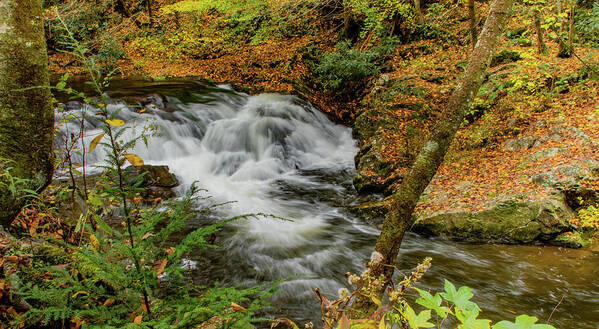 Fall Art Print featuring the photograph Above the Falls by Marcy Wielfaert