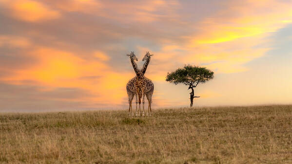 Giraffe Art Print featuring the photograph African Savannah Giraffe by Ken Liang