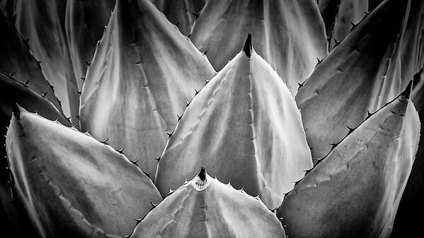 Agave Art Print featuring the photograph Agave Design-black and white by Zayne Diamond