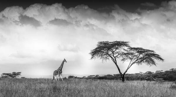 Panorama Art Print featuring the photograph And I Dreamed Of Africa by Jeffrey C. Sink