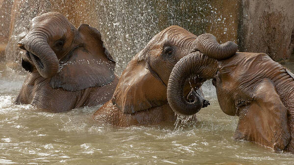 Elephant Art Print featuring the photograph Bath Time Play by Marc Pelissier