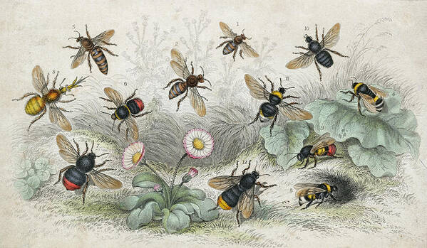 Engraving Art Print featuring the photograph Bees In Colour by Hulton Archive