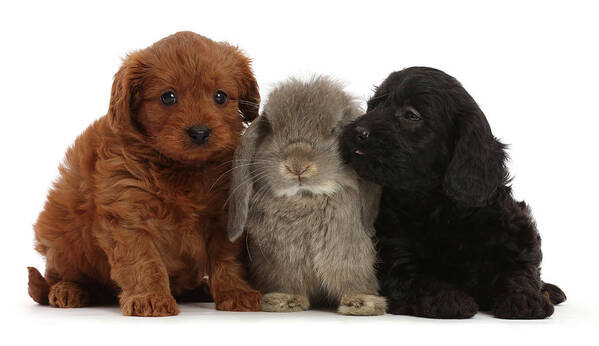 Animal Art Print featuring the photograph Black And Red Cavapoo Puppies, And Grey by Mark Taylor