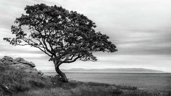 Bonsai Art Print featuring the photograph Bonsai Tree by Andy Amos