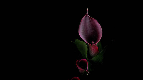 Floral Art Print featuring the photograph Calla out of Darkness by Carl H Payne