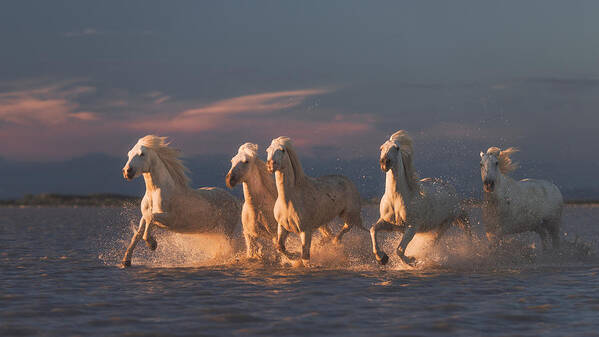 Panorama Art Print featuring the photograph Camargue Horses On Sunset by Rostovskiy Anton