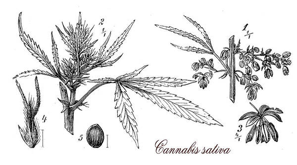 Cannabis Sativa Art Print featuring the digital art Cannabis sativa,botanical vintage engraving by Luisa Vallon Fumi