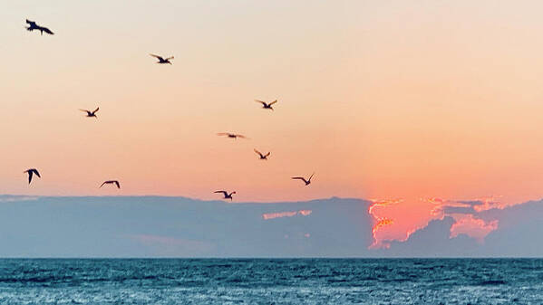 Birds Art Print featuring the photograph Captiva Island Seabirds Looking for Fish by Shelly Tschupp