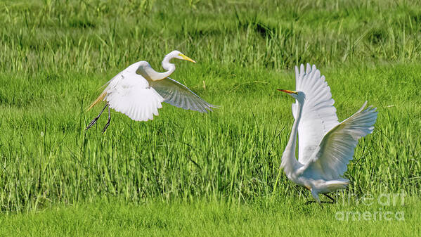 Egrets Art Print featuring the photograph Care to Dance by Mark OConnell
