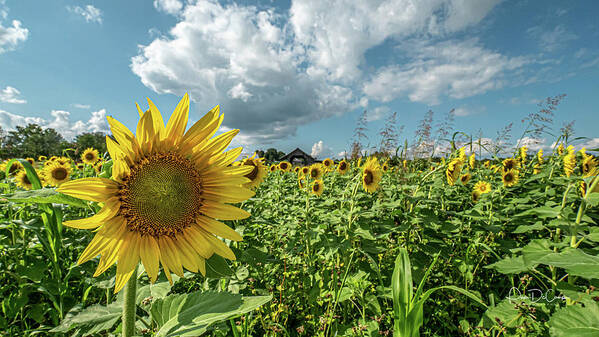Sunflower Art Print featuring the photograph Cloudy Day with a Chance of Sunflowers by Pam DeCamp