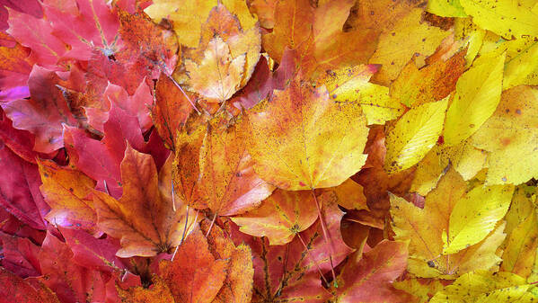 Fall Art Print featuring the photograph Colors of Fall - Red to Yellow by Jason Fink