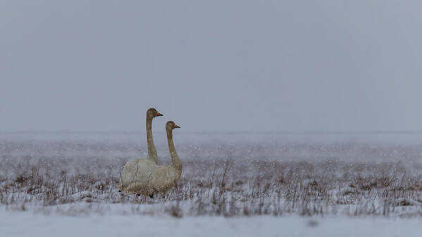 Nature Art Print featuring the photograph Couple Of Swans Under The Snow by Giorgio Dellacasa