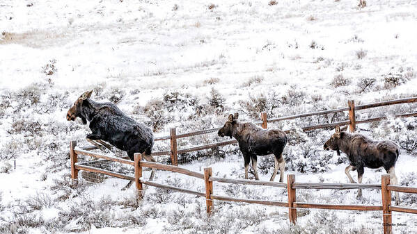 Cow Moose Art Print featuring the photograph Cow Moose Leaping Fence by Stephen Johnson