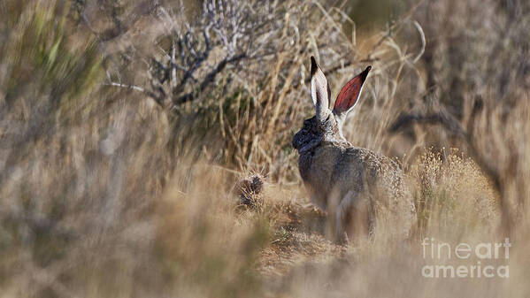 Desert Rabbit Art Print featuring the photograph Desert Hare by Robert WK Clark