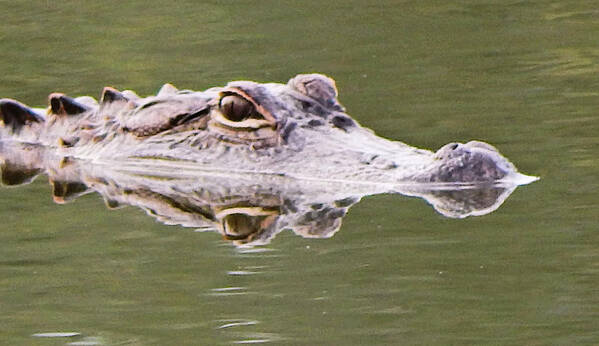 Animals Art Print featuring the photograph Double Trouble by Karen Stansberry