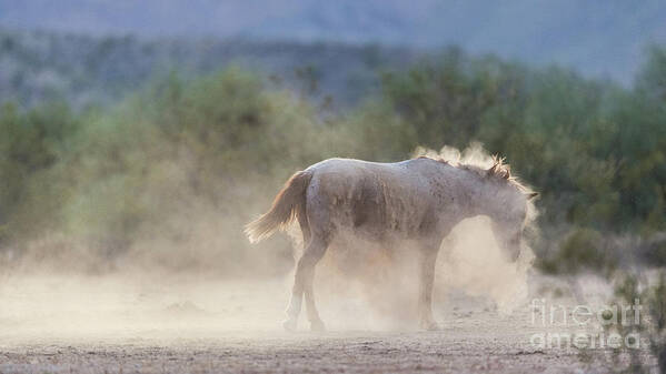 Shaking Off Dirt Art Print featuring the photograph Dust Bath by Shannon Hastings