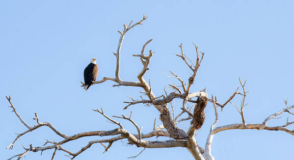  Art Print featuring the photograph Eagles in Nest Arizona by Catherine Walters