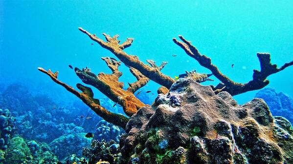 Elkhorn Coral Art Print featuring the photograph Elkhorn by Climate Change VI - Sales
