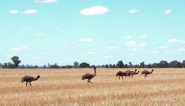 Emus Art Print featuring the photograph Emus by Mick Forster