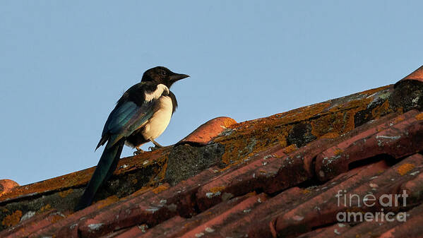 Colorful Art Print featuring the photograph Eurasian Magpie Pica Pica on Tiled Roof by Pablo Avanzini
