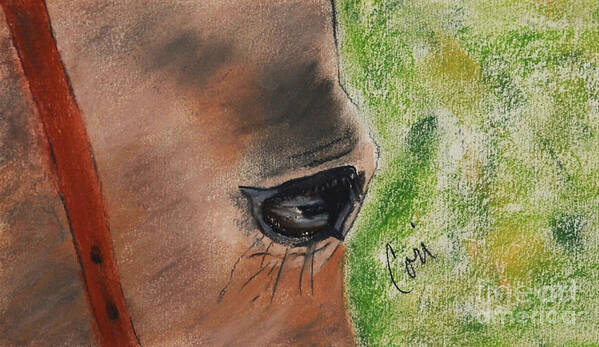 Horse Art Print featuring the drawing Eye To Eye by Cori Solomon