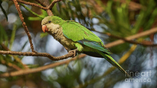 Branch Art Print featuring the photograph Female Monk Parakeet Perches on a Tree by Pablo Avanzini